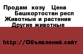 Продам  козу › Цена ­ 8 000 - Башкортостан респ. Животные и растения » Другие животные   